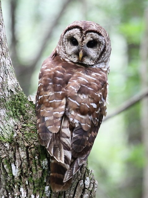 Barred Owl